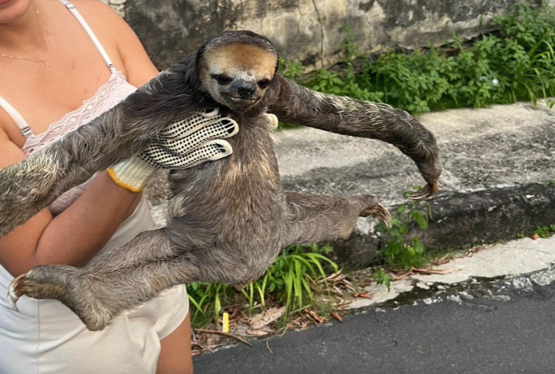 Preguiças são devolvidas à natureza após serem resgatadas atravessando rua de Manaus