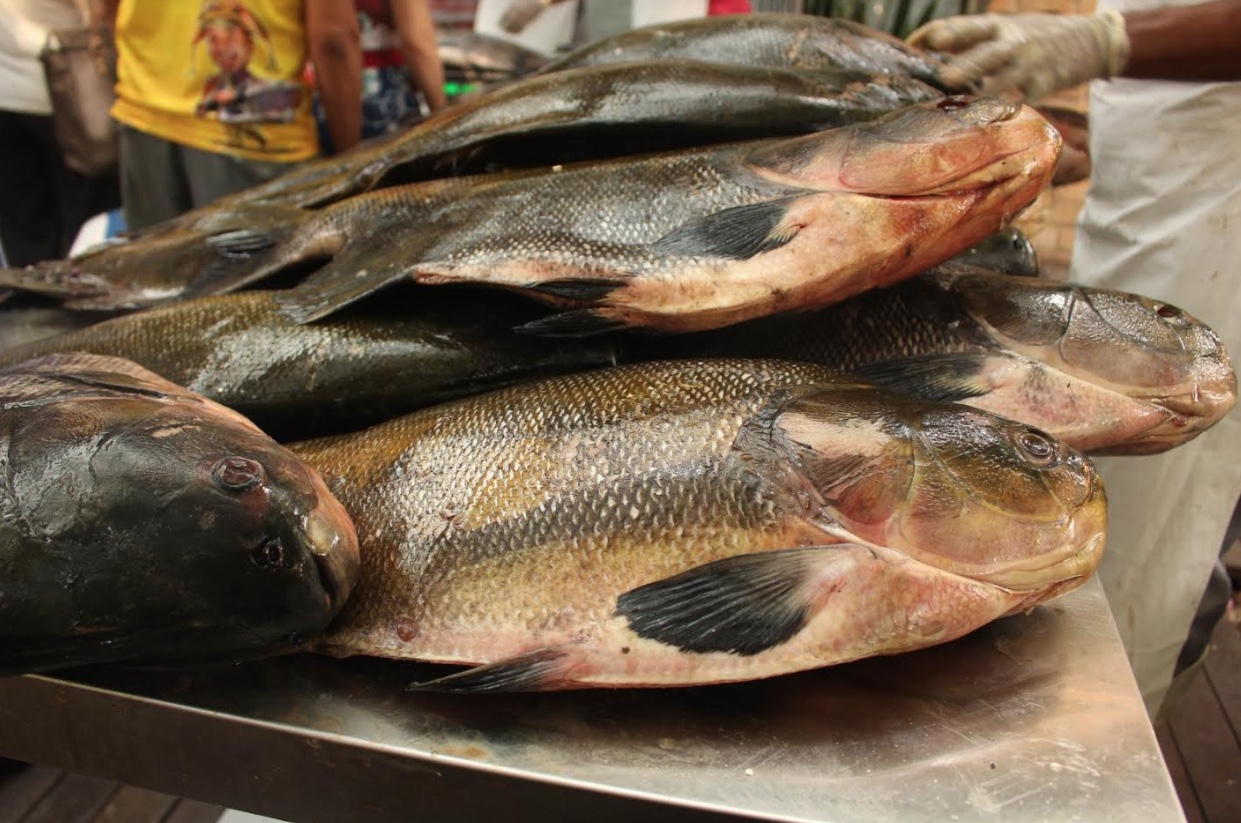 Amazonas avalia ações para evitar venda de pescado contaminado por mercúrio