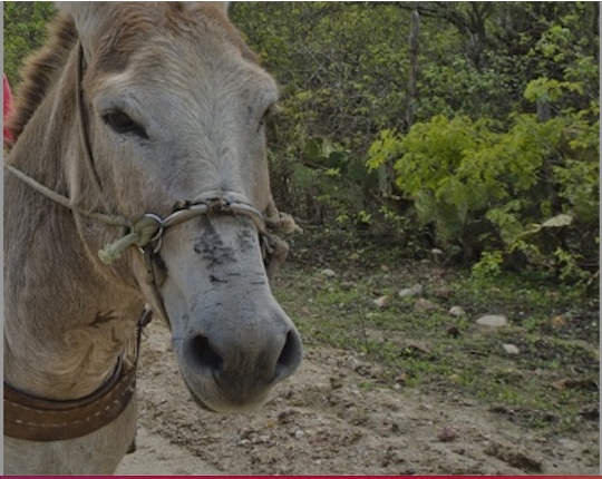 Braço de homem fica dilacerado após mordida de jumento