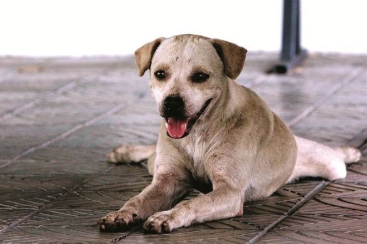 Lei obriga motorista a prestar socorro a animal atropelado em Manaus