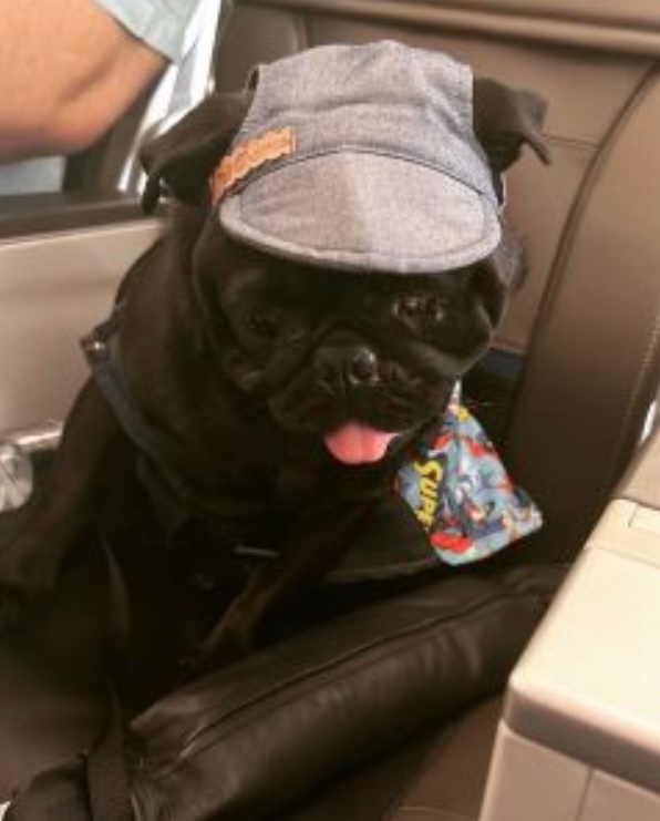 Tutora consegue na justiça autorização para cachorro viajar no assento de avião