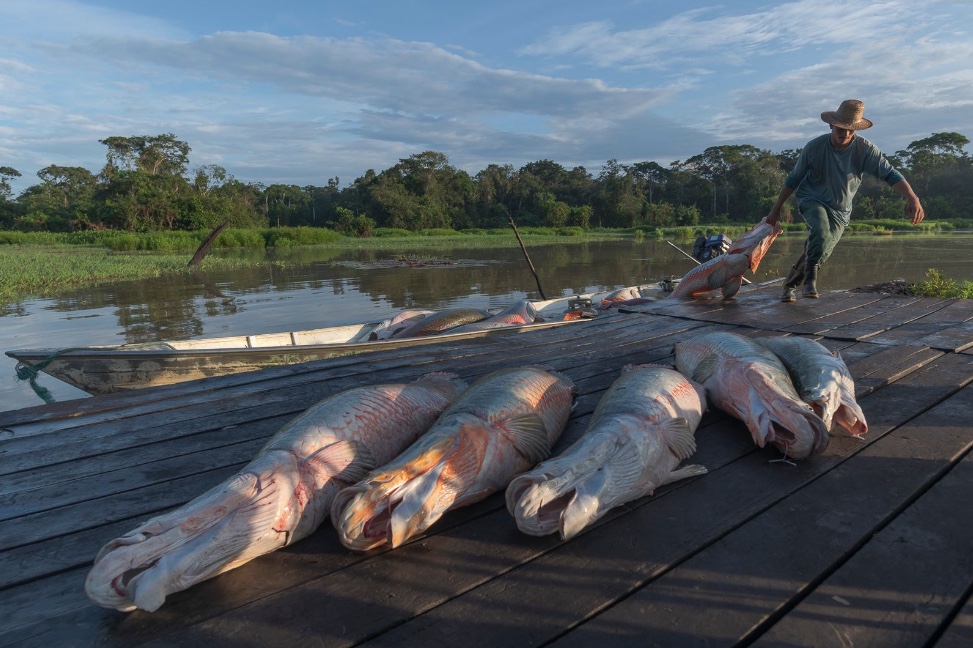 Lançamento do filme 'Pirarucu - o respiro da Amazônia' acontece domingo no Teatro Amazonas