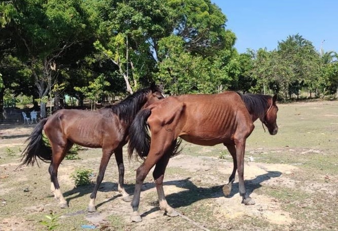 Desnutridos, cavalos em situação de maus-tratos são resgatados em sítio no Amazonas