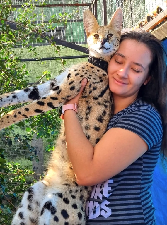 Gato mais caro do mundo pode custar R$ 120 mil; conheça o híbrido de felino