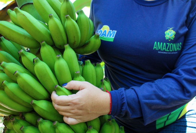 Dia da Banana: fruta gera emprego e renda para quase 10 mil agricultores no Amazonas