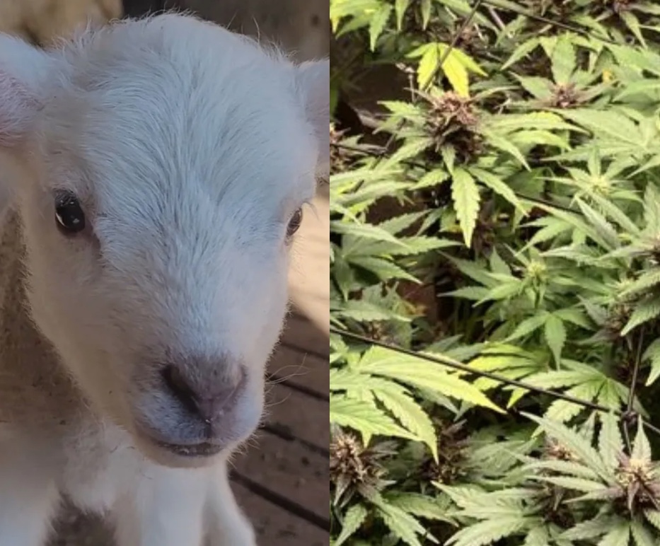 Ovelhas invadem plantação e comem mais de 300 quilos de maconha: 'Pulavam mais alto que cabras'