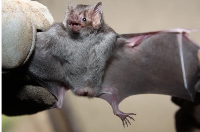 Morcegos são capturados em municípios com registros de ataques para controle da raiva no Amazonas 