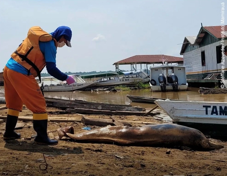 Botos são deslocados no Amazonas para evitar morte por superaquecimento de água