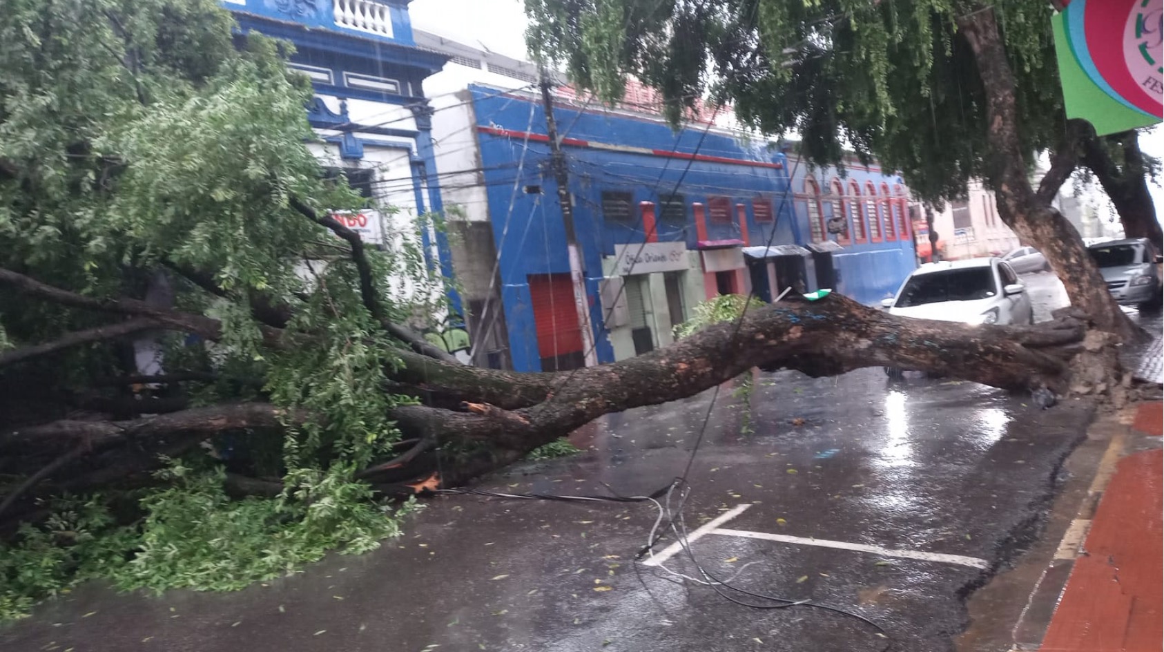 Árvore tomba durante chuva e bloqueia rua no Centro de Manaus 