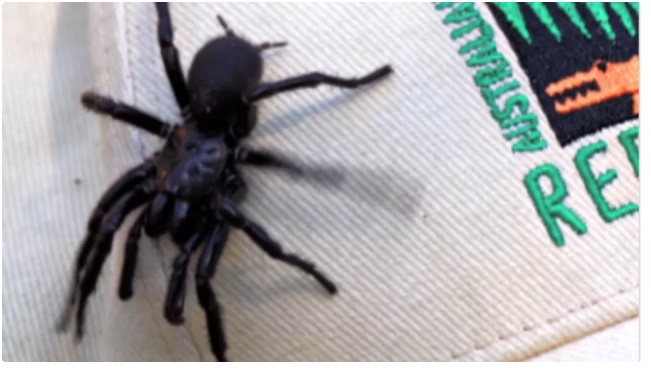 Aranha macho da espécie mais perigosa do mundo é encontrado em praia