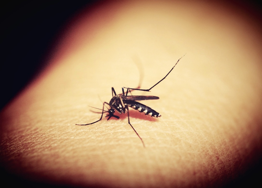 Conheça formas eficazes de afastar mosquito da dengue 