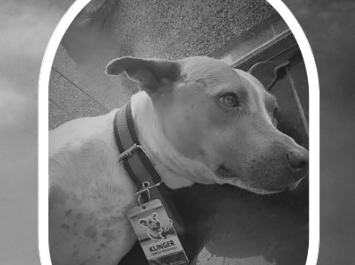 Mascote e 'chefe de segurança' do TJAM morre atropelado na André Araújo