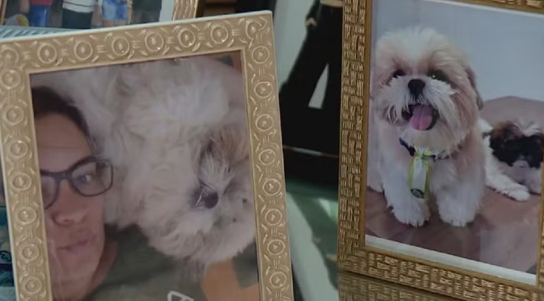 Cão morre após ir para petshop; tutora diz que animal foi esquecido em carro