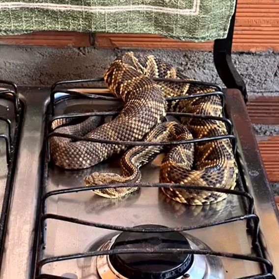 Visita inesperada: Morador encontra cobra cascavel no fogão de casa