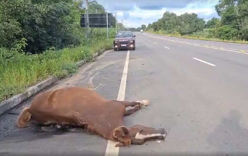 Égua morre atropelada por carro na AM-070