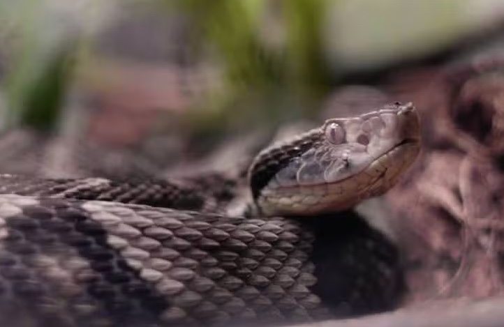 Brasileiro pisa 40 mil vezes em jararacas para entender porque animais picam