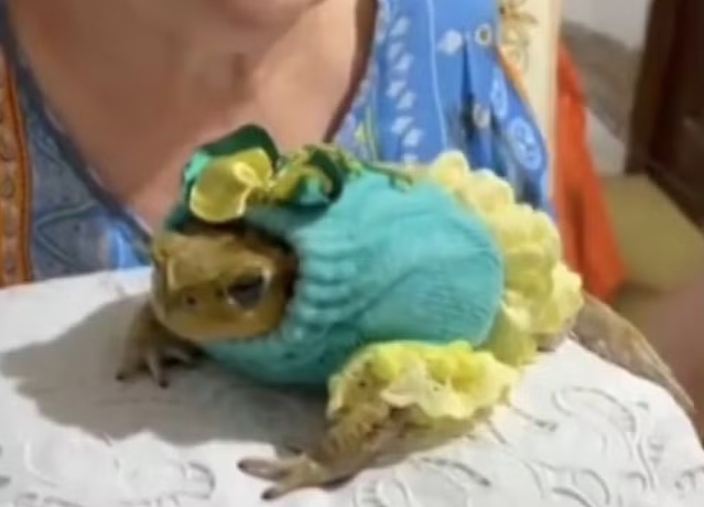 Sapa 'Shofia Loren' é adotada após invadir todo dia casa de idosa