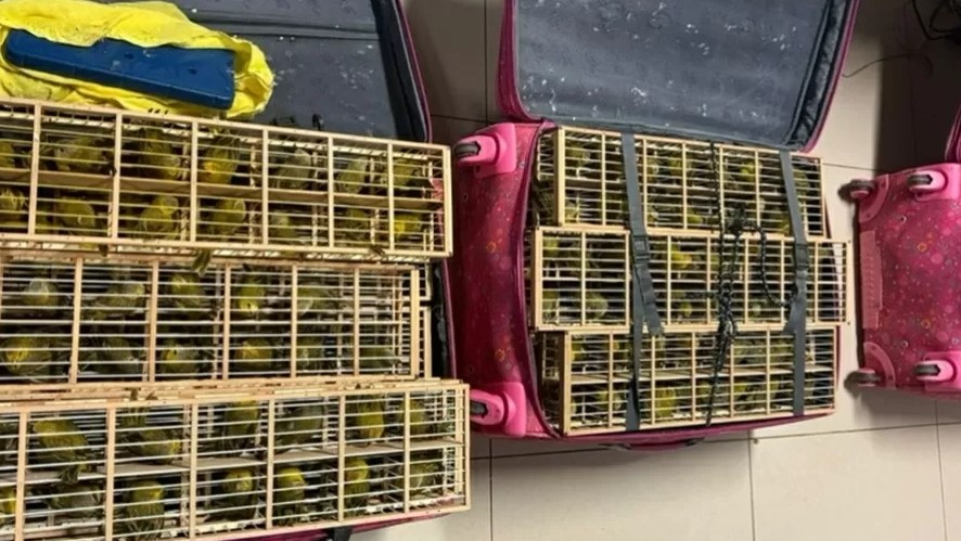 PF encontra 400 aves em malas de passageiro em aeroporto de Roraima