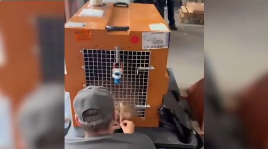 Entenda o 'choque cardiogênico': a causa da morte do cão Joca