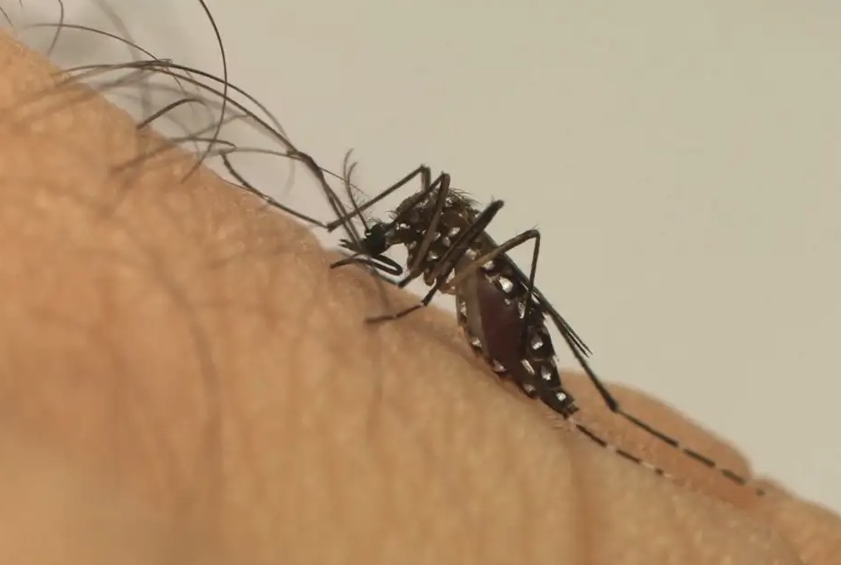 Indenização às vítimas do Zika Vírus será discutida por Comissão do Senado na próxima terça