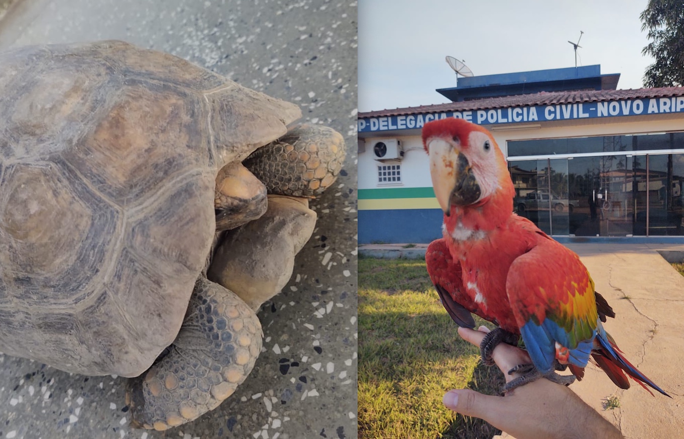 Mãe e filha são presas por tráfico e maus-tratos contra arara e jabuti no Amazonas