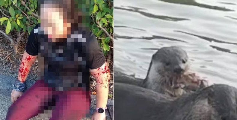 Mulher quase é devorada por lontras famintas enquanto caminhava em parque