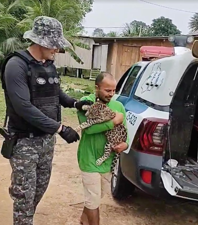 Filhote de onça-pintada é resgatado no interior do Amazonas