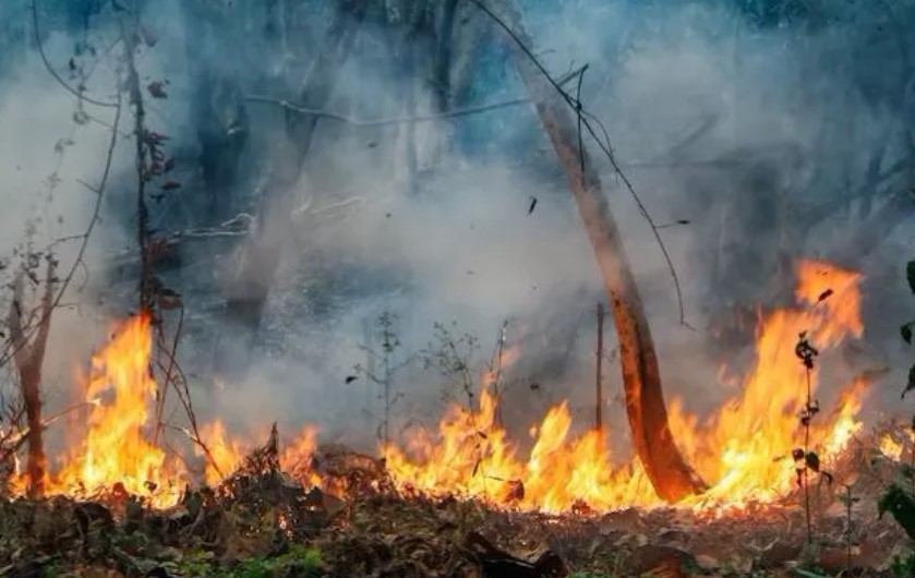 Justiça Federal condena réus por mudanças climáticas na Amazônia e manda indenizar
