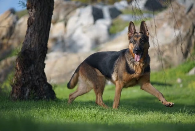 Justiça condena casal a pagar quase R$ 30 mil por pegar cachorro de vizinhas e não devolver