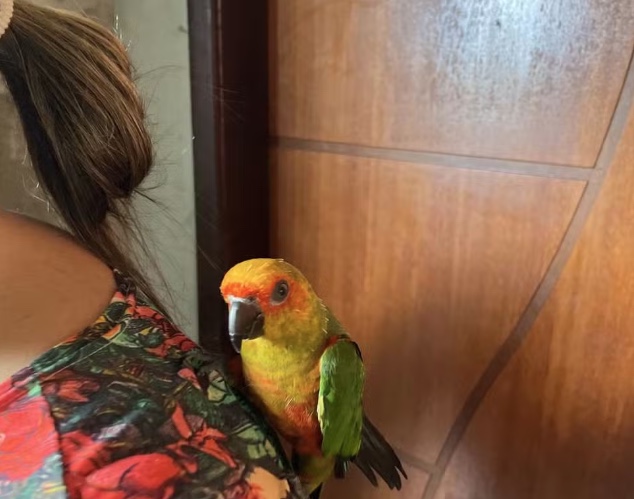Homem é multado em R$ 29 mil após ser encontrado com pássaro em risco de extinção