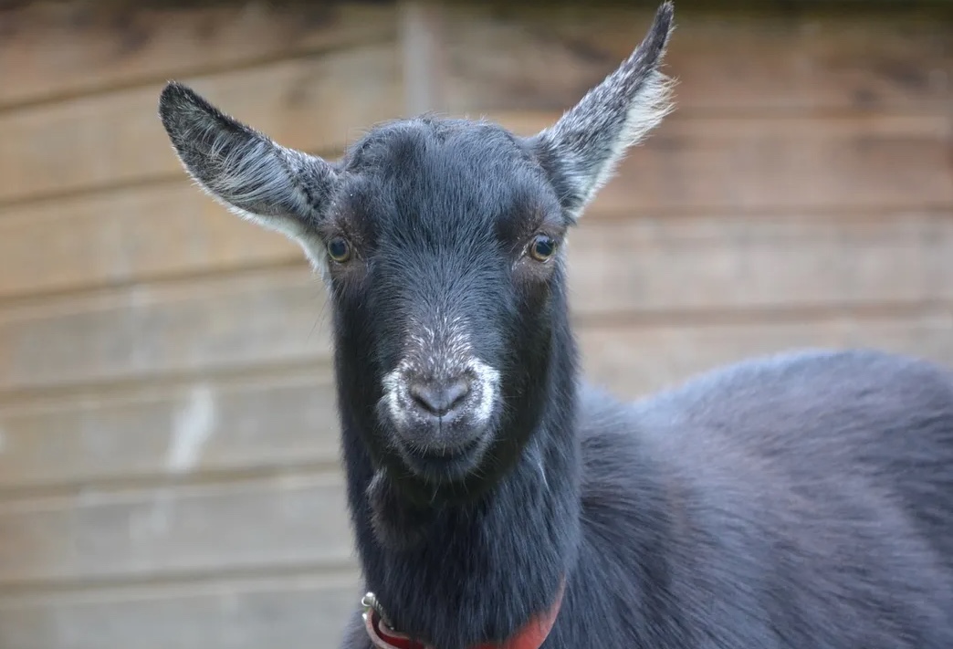 Suspeitos são denunciados por matarem bode em provocação política