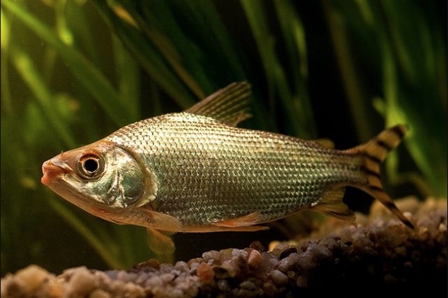 Peixes do Rio Madeira estão contaminados por mercúrio, revela estudo