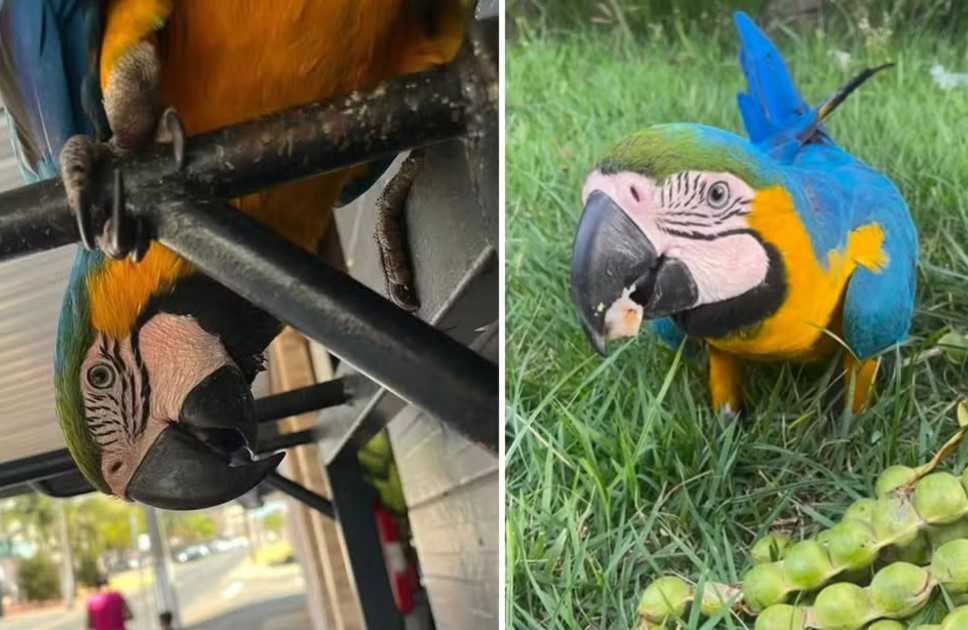 Arara ‘Pipoca’ morre após ter asas cortadas por casal