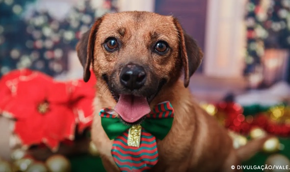 Senado aprova cadastro nacional para animais domésticos