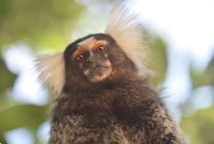 Mulher contrai raiva humana após ser mordida por macaco