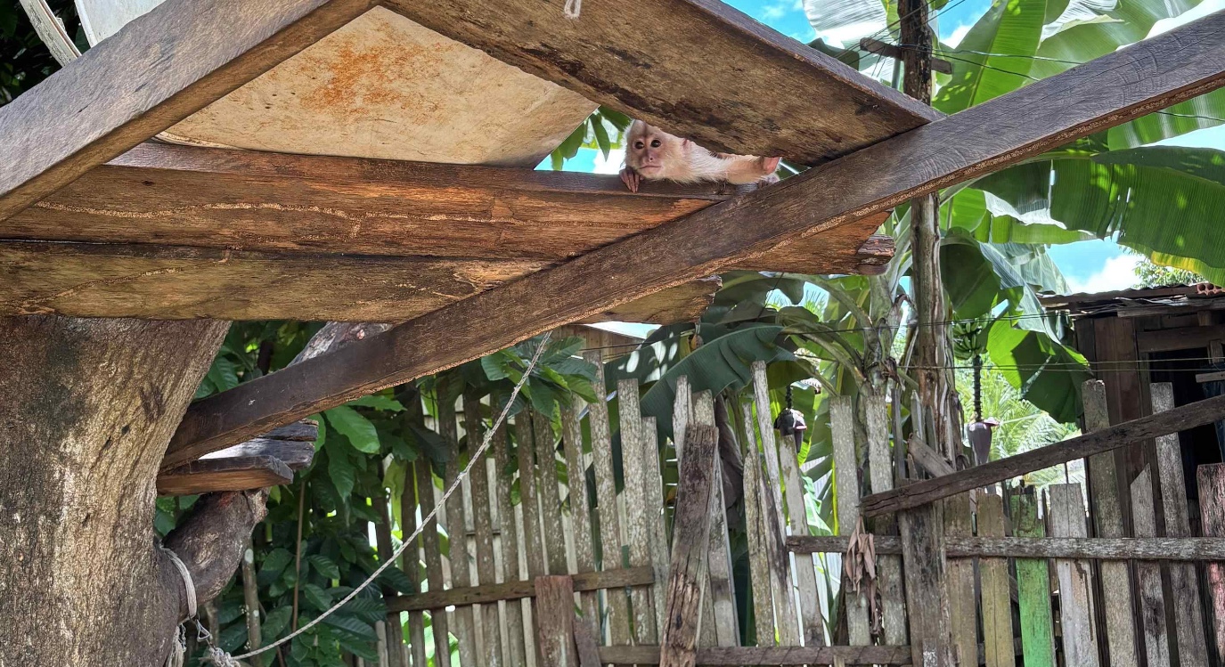 Amarrados com cordas e pedaços de ferro, macacos são resgatados em chácara no Amazonas