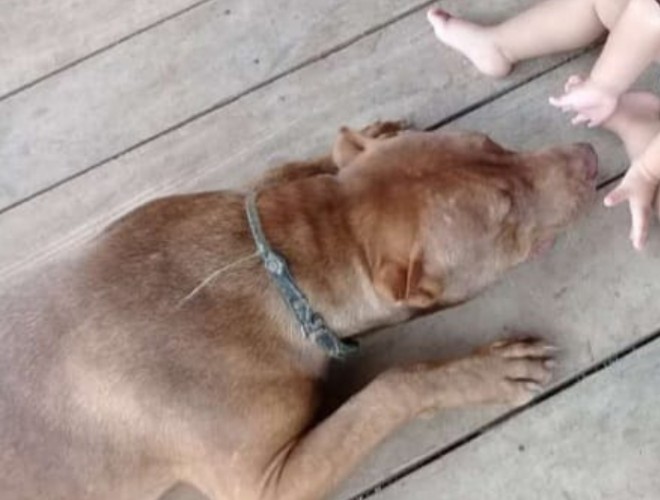 Pitbull morre ao ser baleado por PM durante briga em Pauini