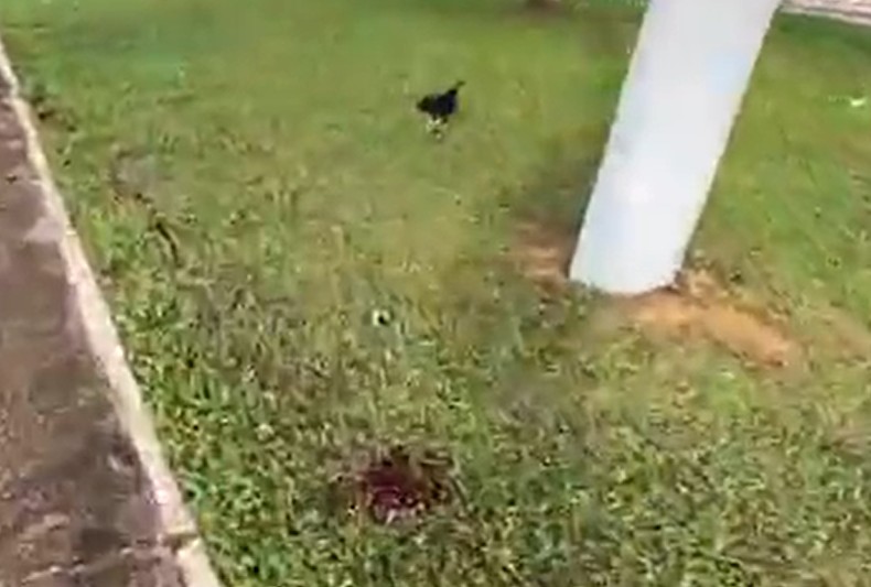 Empresário colide com poste e morre após perder parte da massa encefálica em Itacoatiara