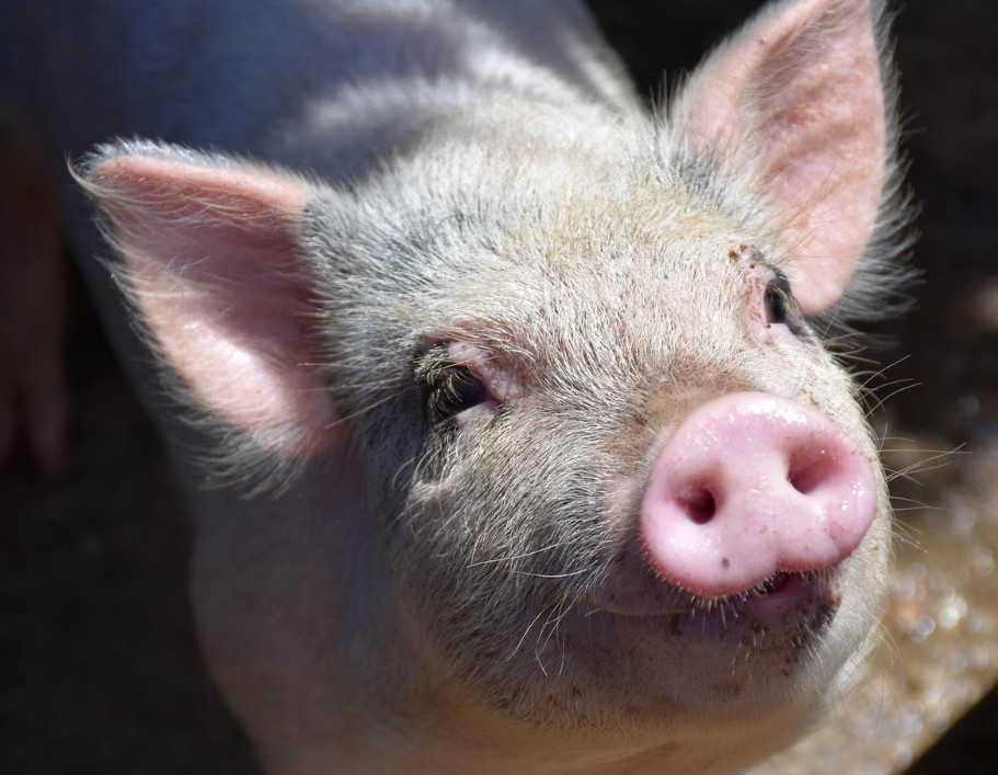 Denúncia sobre porco solto na rua leva polícia a foragido por duplo homicídio no Aleixo