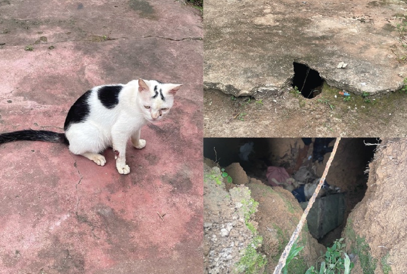 Homem que matou gatos de vizinhos e jogou corpos em fossa é preso em Autazes