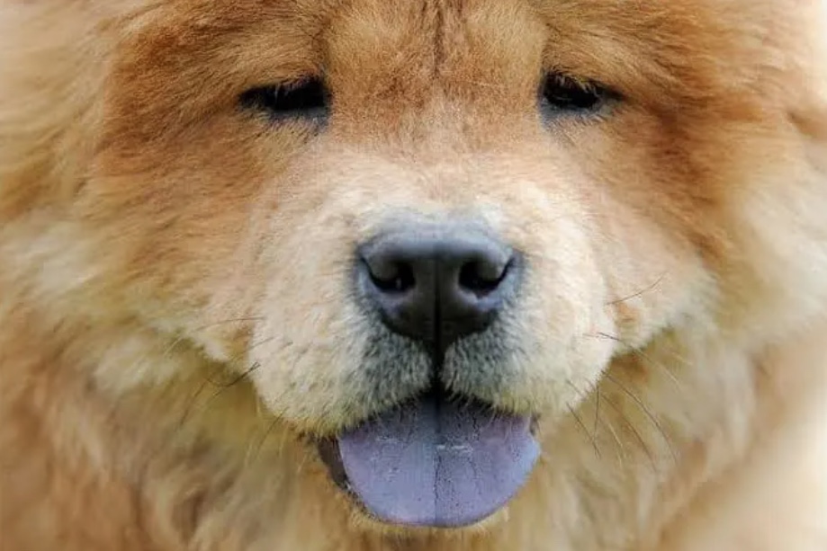 Dono de chow-chow deve indenizar doméstica atacada pelo cão, decide Justiça do Amazonas