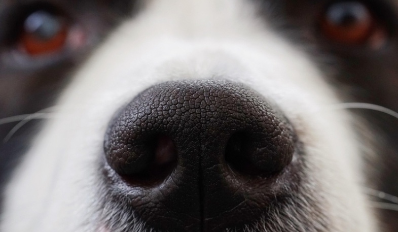 Justiça garante embarque de cão em voo após descumprimento de ordem judicial pela Latam em Manaus