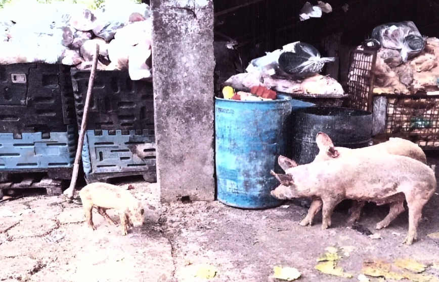 Criação de suínos em Manaus é alvo de investigação do MPAM por risco à saúde de trabalhadores