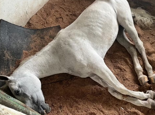Intoxicação por feno contaminado causa morte de cavalos no Amazonas