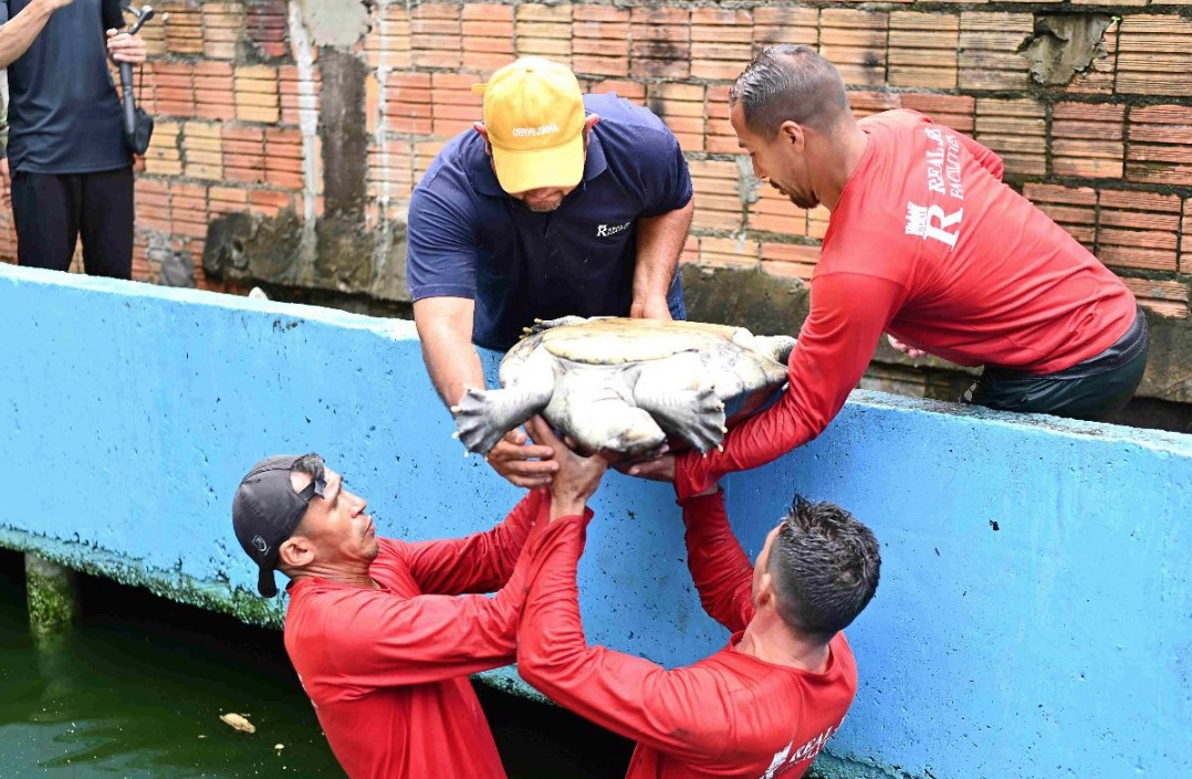 Órgãos ambientais resgatam 74 animais mantidos ilegalmente em cativeiro em Manaus