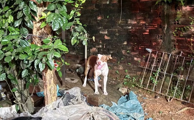 Pitbull mata bebê de 3 meses após arrancá-lo de guarda-roupa em Pernambuco