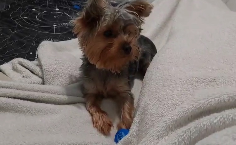 Homem invade residência e furta Yorkshire no bairro Chapada; vídeo