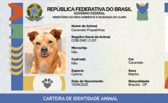 Governo Federal lança 'RG Animal' digital e gratuito para cães e gatos