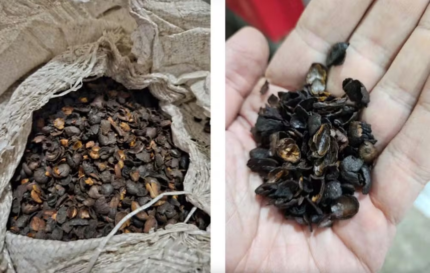 Toxina cancerígena e lixo compõem 'café fake' apreendido em fábricas do Brasil