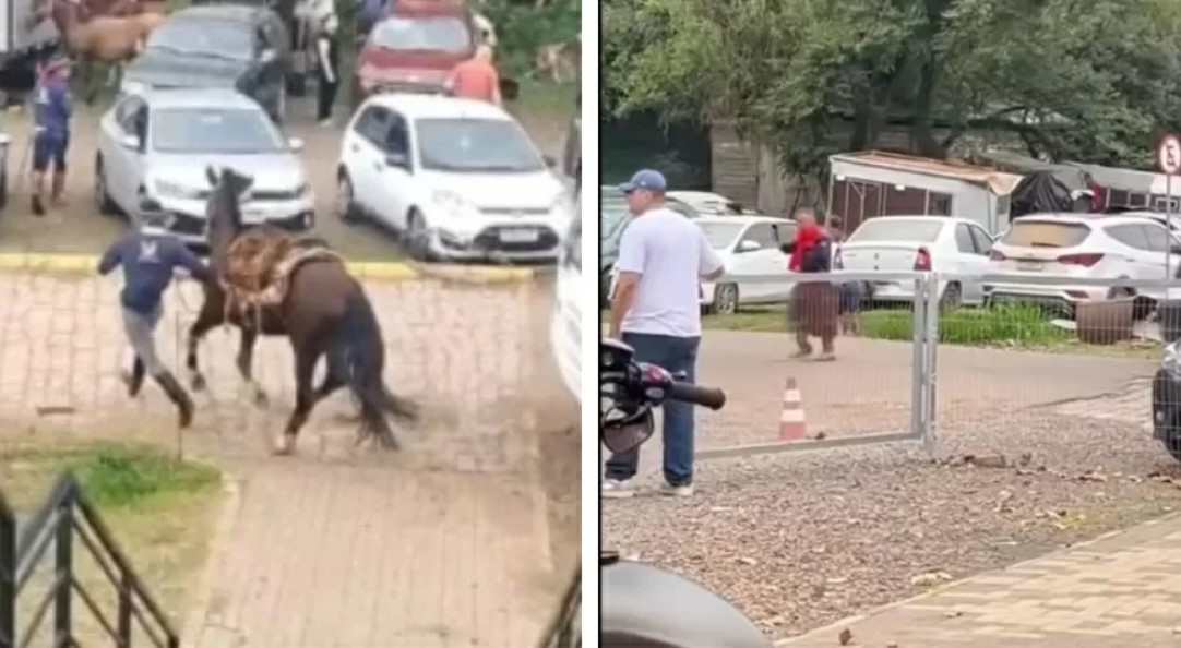 Ataque de abelhas deixa mais de 30 pessoas feridas e um cavalo morto